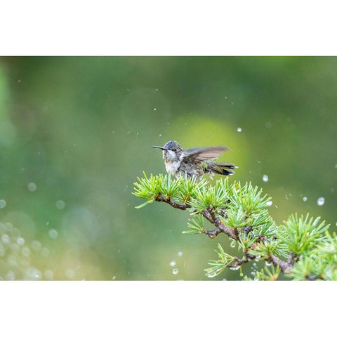 Ruby-throated Hummingbird bathing in sprinkler-Marion County-Illinois Black Modern Wood Framed Art Print by Day, Richard and Susan