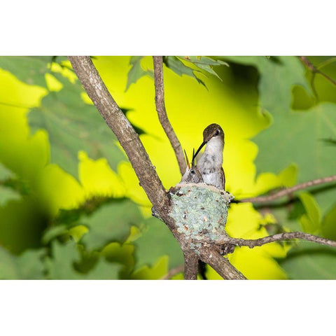 Ruby-throated Hummingbird female feeding young at nest-Marion County-Illinois Gold Ornate Wood Framed Art Print with Double Matting by Day, Richard and Susan