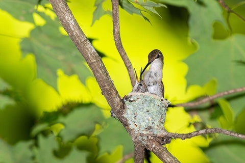 Ruby-throated Hummingbird female feeding young at nest-Marion County-Illinois Black Ornate Wood Framed Art Print with Double Matting by Day, Richard and Susan