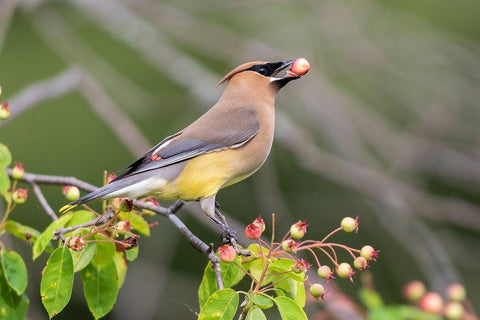 Cedar Waxwing eating berry in Serviceberry Bush (Amelanchier canadensis)-Marion County-Illinois Black Ornate Wood Framed Art Print with Double Matting by Day, Richard and Susan