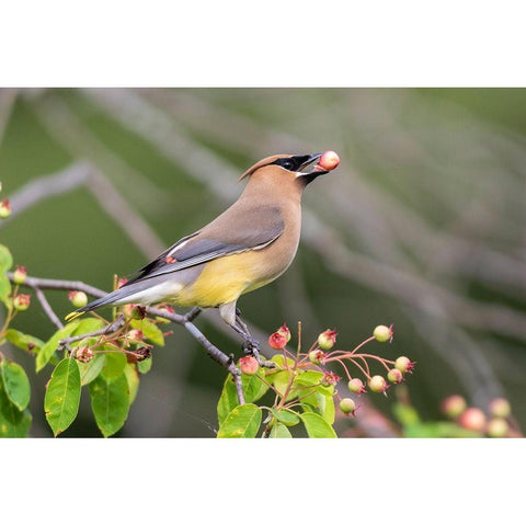 Cedar Waxwing eating berry in Serviceberry Bush (Amelanchier canadensis)-Marion County-Illinois White Modern Wood Framed Art Print by Day, Richard and Susan