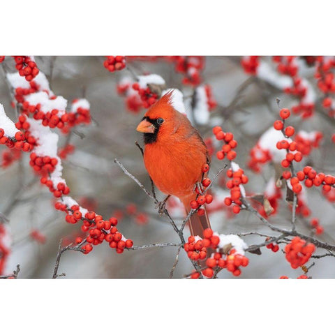 Northern Cardinal male in Winterberry bush in winter-Marion County-Illinois Gold Ornate Wood Framed Art Print with Double Matting by Day, Richard and Susan