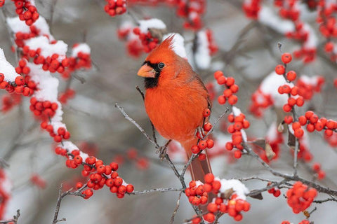 Northern Cardinal male in Winterberry bush in winter-Marion County-Illinois White Modern Wood Framed Art Print with Double Matting by Day, Richard and Susan