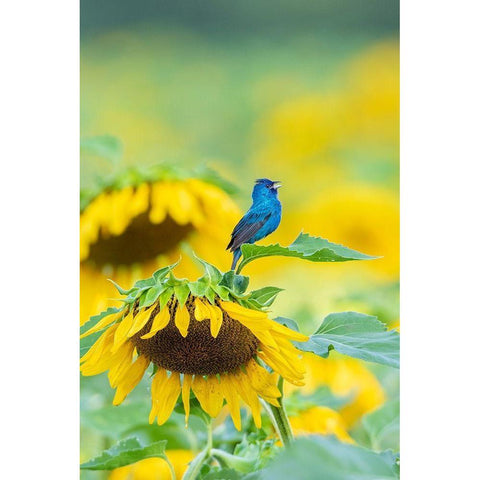 Indigo Bunting male singing on Sunflower Sam Parr State Park Jasper County-Illinois Black Modern Wood Framed Art Print with Double Matting by Day, Richard and Susan
