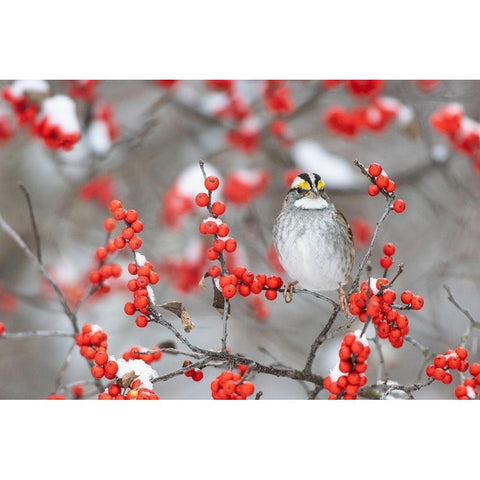 White-throated Sparrow in Winterberry bush in winter-Marion County-Illinois Gold Ornate Wood Framed Art Print with Double Matting by Day, Richard and Susan