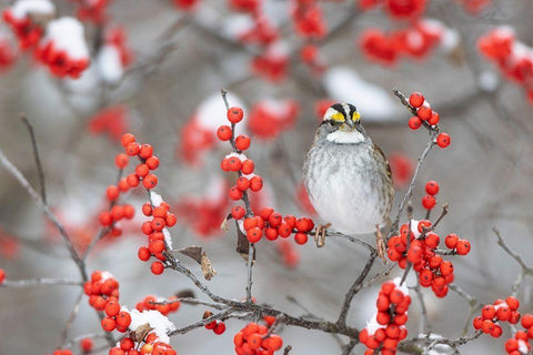 White-throated Sparrow in Winterberry bush in winter-Marion County-Illinois White Modern Wood Framed Art Print with Double Matting by Day, Richard and Susan