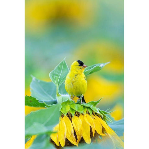 American Goldfinch male on Sunflower Sam Parr St Pk Jasper County-Illinois Black Modern Wood Framed Art Print by Day, Richard and Susan