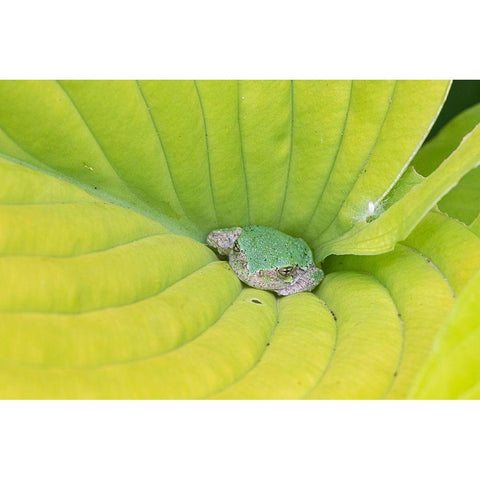 Gray Treefrog (Hyla versicolor) in hosta leaf-Marion County-Illinois Black Modern Wood Framed Art Print by Day, Richard and Susan