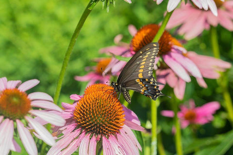 Black Swallowtail male on Purple Coneflower -Marion County-Illinois Black Ornate Wood Framed Art Print with Double Matting by Day, Richard and Susan