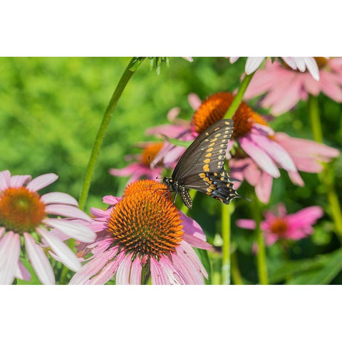 Black Swallowtail male on Purple Coneflower -Marion County-Illinois White Modern Wood Framed Art Print by Day, Richard and Susan