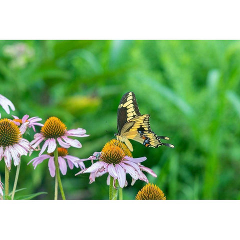 Giant Swallowtail on Purple Coneflower -Marion County-Illinois White Modern Wood Framed Art Print by Day, Richard and Susan