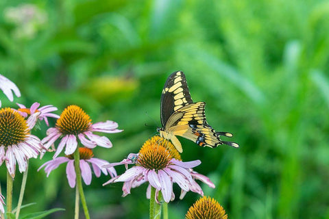 Giant Swallowtail on Purple Coneflower -Marion County-Illinois White Modern Wood Framed Art Print with Double Matting by Day, Richard and Susan