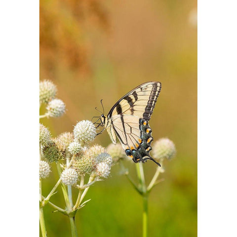 Eastern Tiger Swallowtail on Rattlesnake Master (Eryngium yuccifolium)-Marion County-Illinois Gold Ornate Wood Framed Art Print with Double Matting by Day, Richard and Susan
