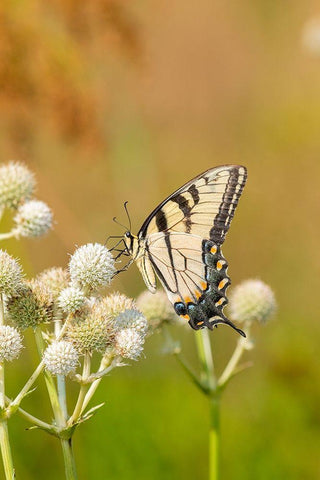 Eastern Tiger Swallowtail on Rattlesnake Master (Eryngium yuccifolium)-Marion County-Illinois Black Ornate Wood Framed Art Print with Double Matting by Day, Richard and Susan