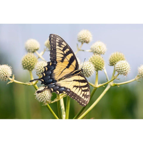 Eastern Tiger Swallowtail on Rattlesnake Master (Eryngium yuccifolium)-Marion County-Illinois Black Modern Wood Framed Art Print by Day, Richard and Susan