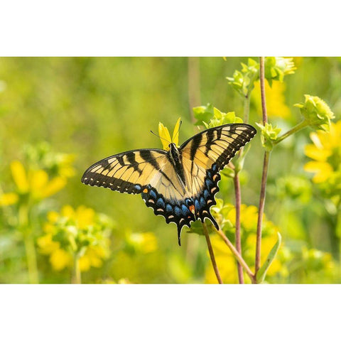 Eastern Tiger Swallowtail on Rosin Weed (Silphium integrifolium)-Marion County-Illinois White Modern Wood Framed Art Print by Day, Richard and Susan