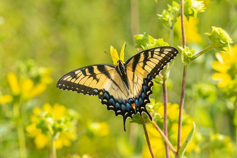 Eastern Tiger Swallowtail on Rosin Weed (Silphium integrifolium)-Marion County-Illinois Black Ornate Wood Framed Art Print with Double Matting by Day, Richard and Susan