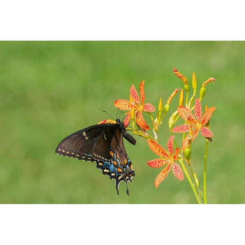 Eastern Tiger Swallowtail female on Blackberry Lily (Belamcanda chinensis)-Marion County-Illinois Black Modern Wood Framed Art Print with Double Matting by Day, Richard and Susan