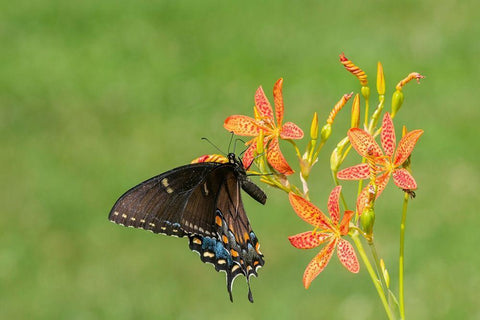 Eastern Tiger Swallowtail female on Blackberry Lily (Belamcanda chinensis)-Marion County-Illinois Black Ornate Wood Framed Art Print with Double Matting by Day, Richard and Susan