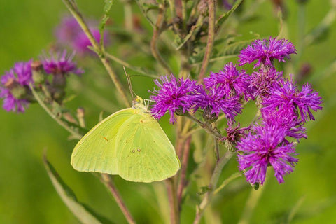 Cloudless Sulphur (Phoebis sennae) on Missouri Ironweed (Veronia missurica)-Marion County-Illinois White Modern Wood Framed Art Print with Double Matting by Day, Richard and Susan