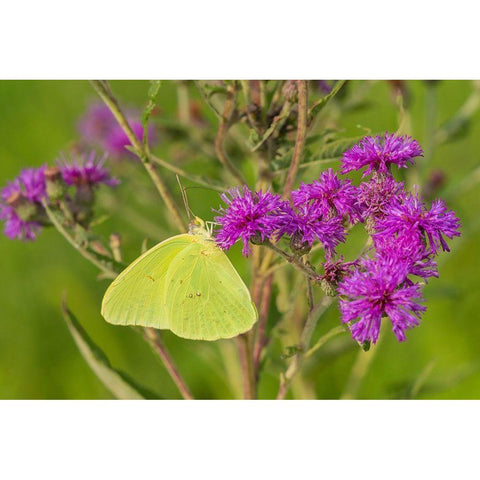 Cloudless Sulphur (Phoebis sennae) on Missouri Ironweed (Veronia missurica)-Marion County-Illinois Black Modern Wood Framed Art Print by Day, Richard and Susan