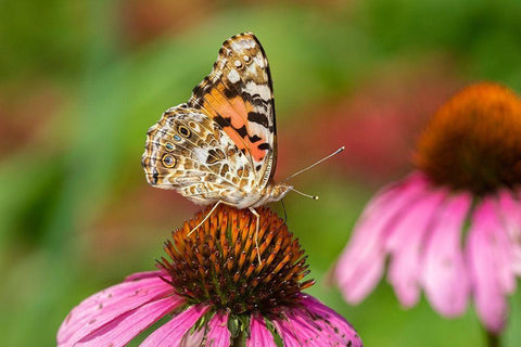 Painted Lady (Vanessa cardui) on Purple Coneflower -Marion County-Illinois Black Ornate Wood Framed Art Print with Double Matting by Day, Richard and Susan