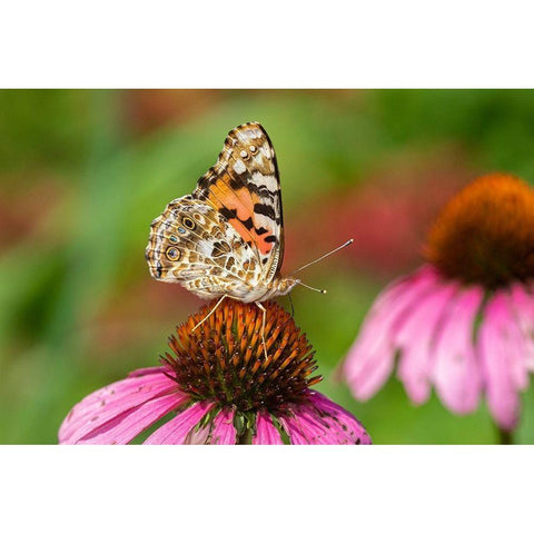 Painted Lady (Vanessa cardui) on Purple Coneflower -Marion County-Illinois White Modern Wood Framed Art Print by Day, Richard and Susan
