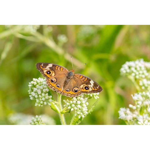 Common Buckeye (Junonia coenia) on Common Boneset (Eupatorium perfoliatum)-Marion County-Illinois Black Modern Wood Framed Art Print by Day, Richard and Susan