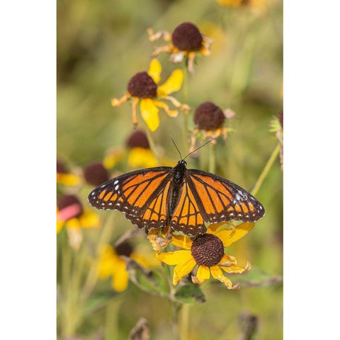 Viceroy (Limenitis arthemis) on Sneezeweed (Helenium sp)-Effingham County-Illinois Gold Ornate Wood Framed Art Print with Double Matting by Day, Richard and Susan