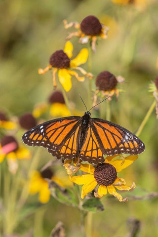 Viceroy (Limenitis arthemis) on Sneezeweed (Helenium sp)-Effingham County-Illinois White Modern Wood Framed Art Print with Double Matting by Day, Richard and Susan