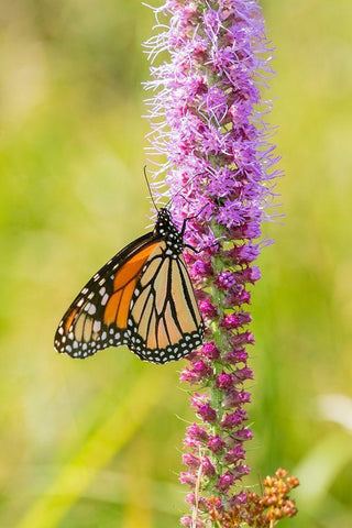 Monarch (Danaus plexippus) on Prairie Blazing Star (Liatris pycnostachya) Clinton County-Illinois White Modern Wood Framed Art Print with Double Matting by Day, Richard and Susan