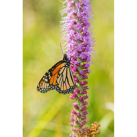 Monarch (Danaus plexippus) on Prairie Blazing Star (Liatris pycnostachya) Clinton County-Illinois White Modern Wood Framed Art Print by Day, Richard and Susan