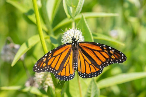 Monarch (Danaus plexippus) on Rattlesnake Master (Eryngium yuccifolium)-Marion County-Illinois White Modern Wood Framed Art Print with Double Matting by Day, Richard and Susan