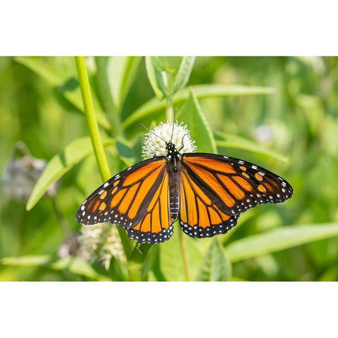 Monarch (Danaus plexippus) on Rattlesnake Master (Eryngium yuccifolium)-Marion County-Illinois White Modern Wood Framed Art Print by Day, Richard and Susan