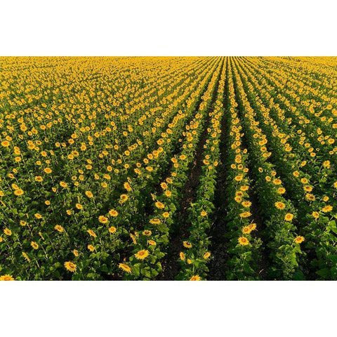 Aerial view of sunflower field Sam Parr State Park Jasper County-Illinois Black Modern Wood Framed Art Print by Day, Richard and Susan