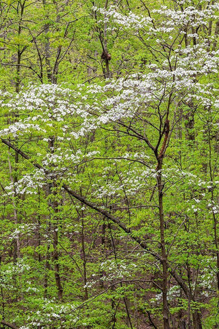 Flowering Dogwood Tree in spring Stephen A Forbes State Recreation Area-Marion County-Illinois White Modern Wood Framed Art Print with Double Matting by Day, Richard and Susan