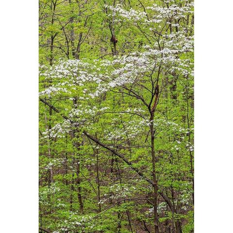 Flowering Dogwood Tree in spring Stephen A Forbes State Recreation Area-Marion County-Illinois Black Modern Wood Framed Art Print by Day, Richard and Susan