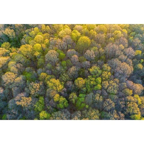 Aerial view of forest in spring-Marion County-Illinois Black Modern Wood Framed Art Print with Double Matting by Day, Richard and Susan