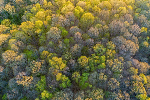 Aerial view of forest in spring-Marion County-Illinois White Modern Wood Framed Art Print with Double Matting by Day, Richard and Susan