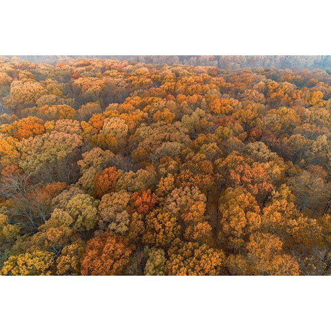Aerial View of fall Color at sunrise-Marion County-Illinois Gold Ornate Wood Framed Art Print with Double Matting by Day, Richard and Susan