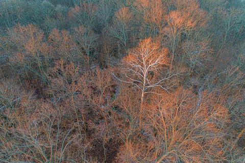 Aerial view of lone Sycamore tree in winter woods-Marion County-Illinois Black Ornate Wood Framed Art Print with Double Matting by Day, Richard and Susan