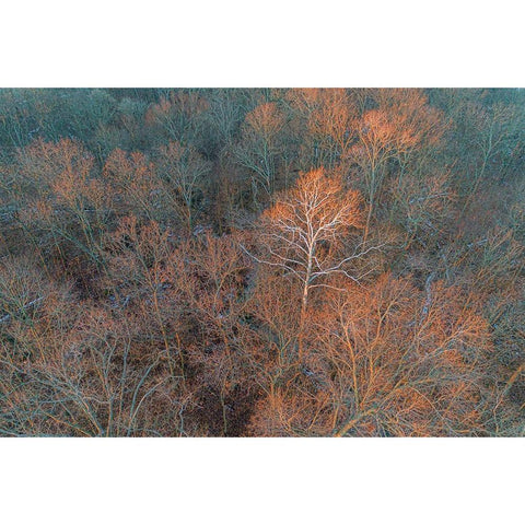 Aerial view of lone Sycamore tree in winter woods-Marion County-Illinois Black Modern Wood Framed Art Print by Day, Richard and Susan