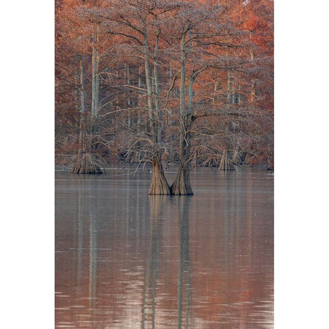 Cypress trees in fall Horseshoe Lake State Fish and Wildlife Area-Alexander County-Illinois Black Modern Wood Framed Art Print by Day, Richard and Susan