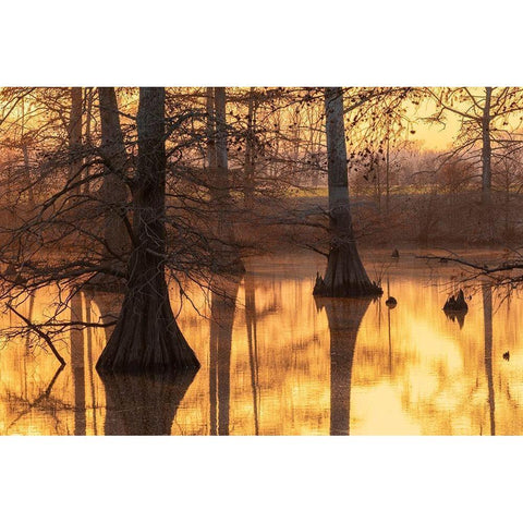 Cypress trees at sunset in fall Horseshoe Lake State Fish and Wildlife Area-Alexander County Black Modern Wood Framed Art Print by Day, Richard and Susan