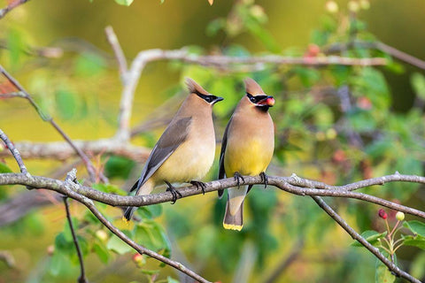 Cedar Waxwings exchanging berry in Serviceberry Bush Black Ornate Wood Framed Art Print with Double Matting by Day, Richard and Susan