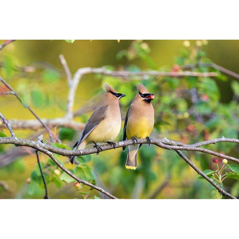 Cedar Waxwings exchanging berry in Serviceberry Bush Black Modern Wood Framed Art Print by Day, Richard and Susan