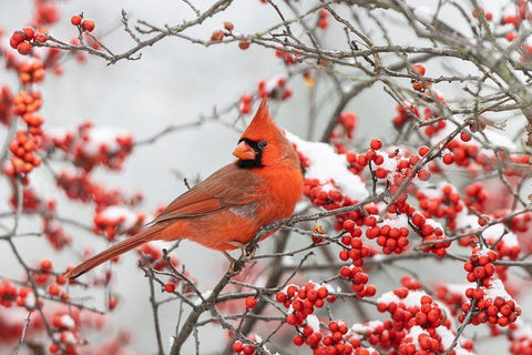 Northern Cardinal male in Winterberry bush in winter White Modern Wood Framed Art Print with Double Matting by Day, Richard and Susan