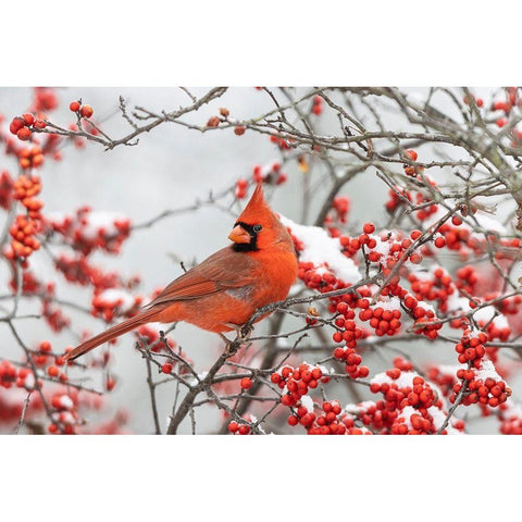 Northern Cardinal male in Winterberry bush in winter White Modern Wood Framed Art Print by Day, Richard and Susan