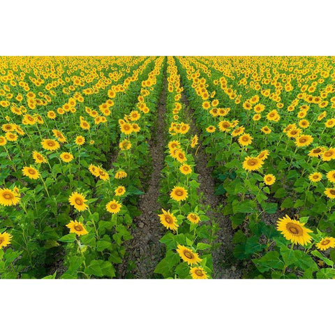 Aerial view of sunflower field Sam Parr State Park-Jasper County-Illinois Gold Ornate Wood Framed Art Print with Double Matting by Day, Richard and Susan