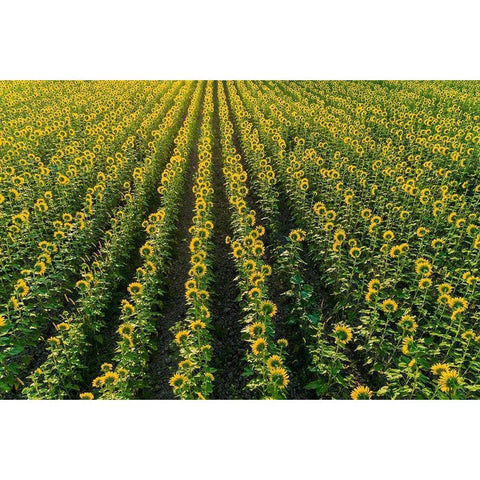 Aerial view of sunflower field Sam Parr State Park-Jasper County-Illinois Black Modern Wood Framed Art Print by Day, Richard and Susan